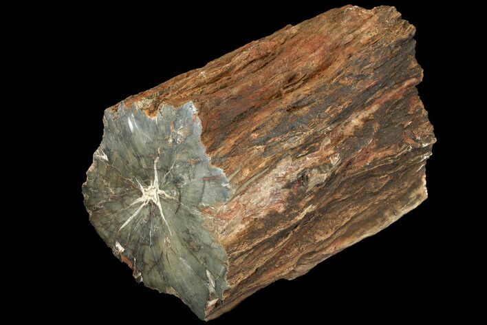 Triassic Petrified Wood (Araucaria) Log - Circle Cliffs, Utah #113281